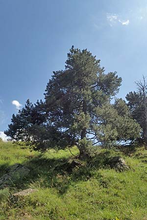 Pinus uncinata \ Haken-Kiefer, Spirke / Dwarf Mountain Pine, F Pyren&auml;en/Pyrenees, Segre - Schlucht / Gorge 2.8.2018