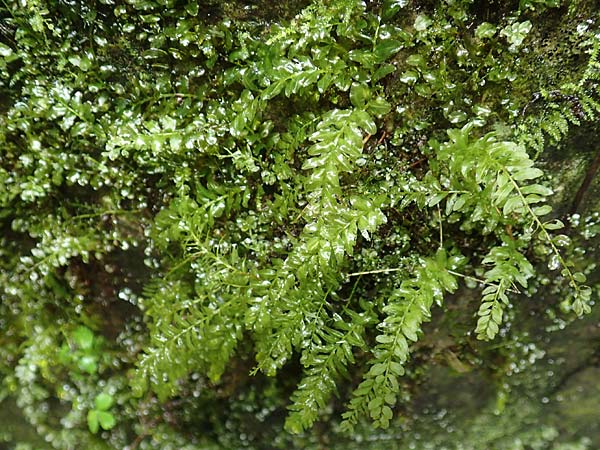 Plagiomnium undulatum ? \ Gewelltblttriges Sternmoos, F Pyrenäen, Gorges de la Fou 10.8.2018