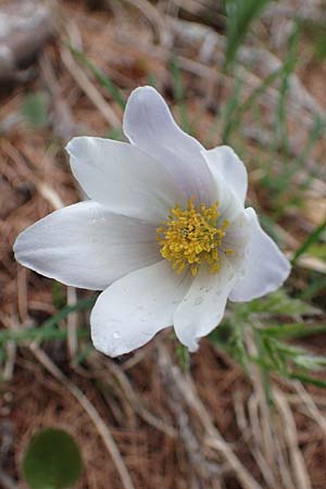 Pulsatilla vernalis \ Fr�hlings-Kuhschelle, Pelz-Anemone, F Col de Gleize 29.4.2023