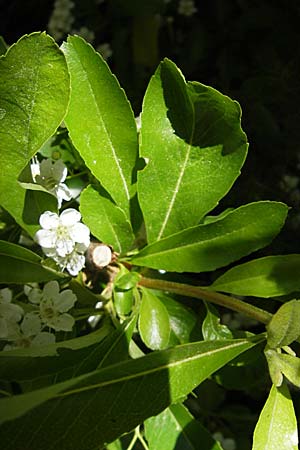 Pyrus spinosa \ Mandelblttrige Birne / Almond-Leaved Pear, F Le Rozier (Tarn) 28.5.2009