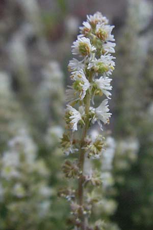 Reseda phyteuma \ Rapunzel-Resede, Sternfrucht / Corn Mignonette, Rampion Mignonette, F Mont Aigoual 8.6.2006