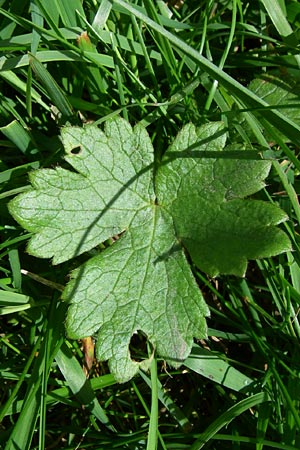 Ranunculus montanus \ Berg-Hahnenfu� / Mountain Buttercup, F Vogesen/Vosges, Col de la Schlucht 5.8.2008
