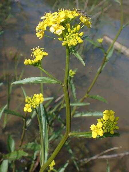 Rorippa amphibia \ Wasser-Kresse / Great Yellow-Cress, F Sermoyer 4.5.2023