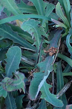 Reichardia picroides \ Bitterkraut-Reichardie / Common Reichardia, F Berghe Superieur 18.5.2026