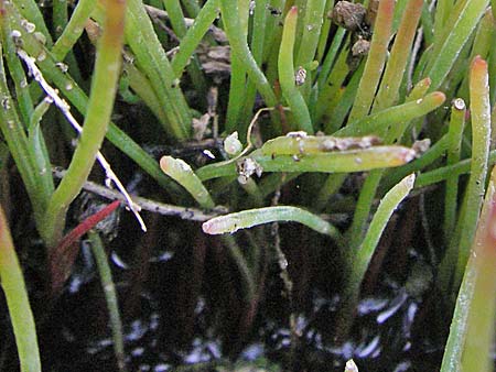 Anthoceros agrestis ? \ Dunkelsporiges Hornmoos / Field Hornwort, F Mauguio 13.5.2007