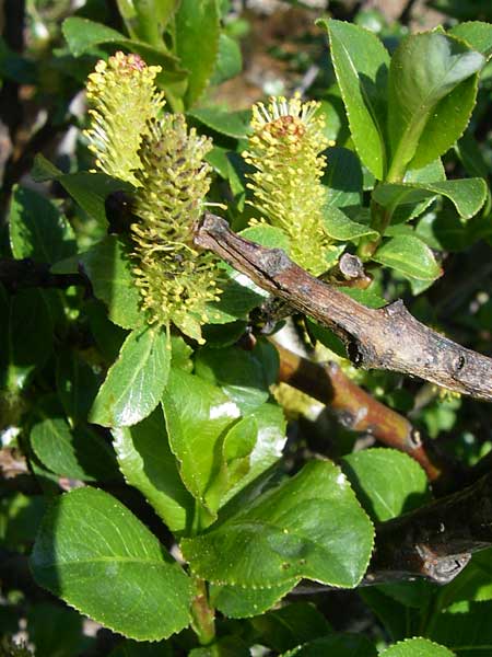 Salix breviserrata ? \ Matten-Weide, Kurzzahn-Weide / Finely-Toothed Willow, F Col de Lautaret Botan. Gar. 28.6.2008