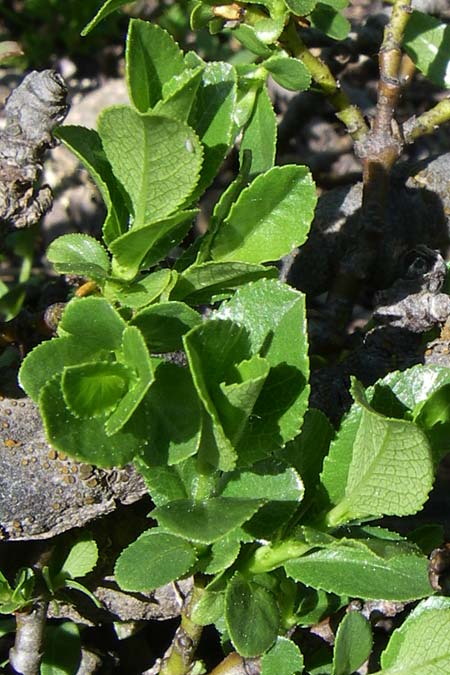 Salix breviserrata ? \ Matten-Weide, Kurzzahn-Weide / Finely-Toothed Willow, F Col de Lautaret Botan. Gar. 28.6.2008