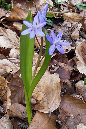 Scilla bifolia \ Zweiblttriger Blaustern / Alpine Squill, F Seltz 10.3.2013