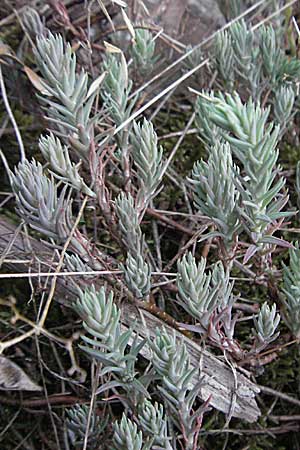 Sedum forsterianum \ Zierliche Felsen-Fetthenne / Rock Stonecrop, Welsh Stonecrop, F Valleraugue 8.6.2006