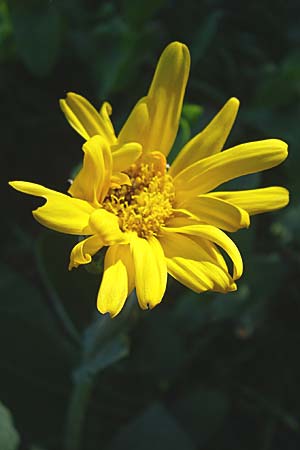 Senecio doronicum subsp. gerardii \ Gerards Greiskraut / Gerard's Ragwort, F Col de Gleize 22.6.2008