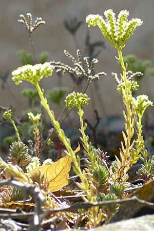 Sedum sediforme \ Nizza-Mauerpfeffer / Pale Stonecrop, F Lac de Salagou 4.6.2009