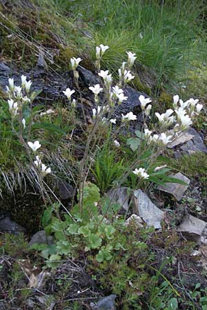 Saxifraga granulata \ Kn&ouml;llchen-Steinbrech / Meadow Saxifrage, F Mont Aigoual 8.6.2006