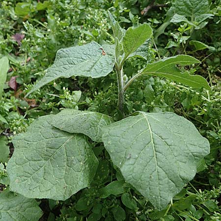 Physalis alkekengi \ Judenkirsche, Lampionblume / Japanese Lantern, Bladder Cherry, F Lons-le-Saunier 4.5.2023