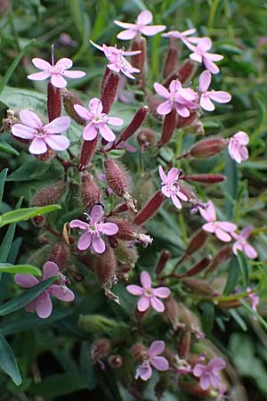 Saponaria ocymoides \ Rotes Seifenkraut / Rock Soapwort, F Tende 18.5.2026