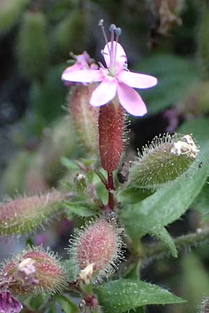 Saponaria ocymoides \ Rotes Seifenkraut / Rock Soapwort, F Tende 18.5.2026
