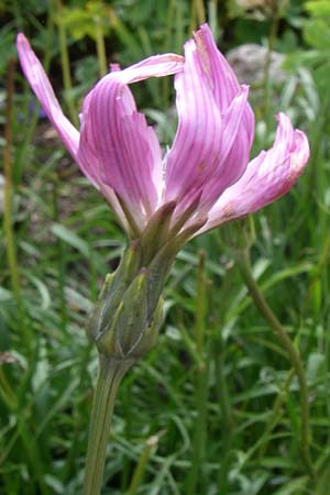 Scorzonera purpurea / Purple Viper's Grass, F Vosges, Botan. Gar.  Haut Chitelet 5.8.2008