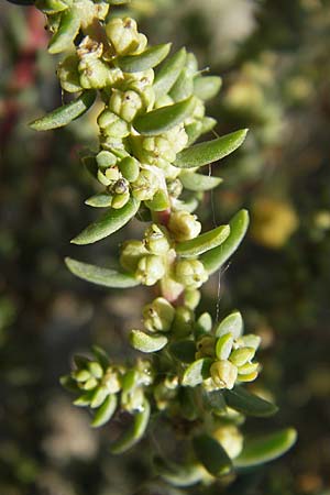 Suaeda vera \ Strauchige Sode / Shrubby Sea Blite, Alkali Seepweed, F Stes. Maries 26.5.2009