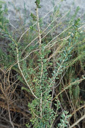Suaeda vera \ Strauchige Sode / Shrubby Sea Blite, Alkali Seepweed, F Canet-en-Roussillon 11.8.2018