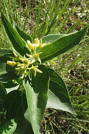 Vincetoxicum hirundinaria subsp. intermedium \ Schwalbenwurz / Swallow Wort, F Maures, Bois de Rouquan 12.5.2007