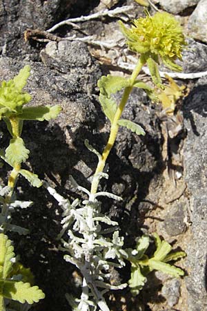 Teucrium luteum \ Gelber Gamander / Golden Germander, F Saint-Guilhem-le-Desert 1.6.2009