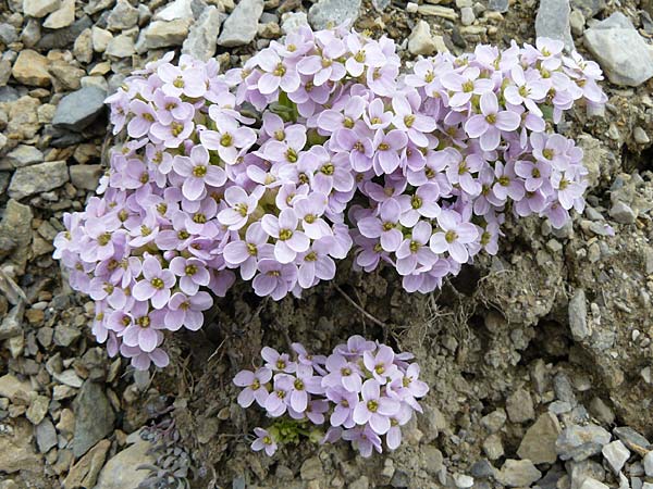 Noccaea rotundifolia \ Rundblttriges Tschelkraut / Round-Leaved Penny-Cress, F Col de la Bonette 8.7.2016