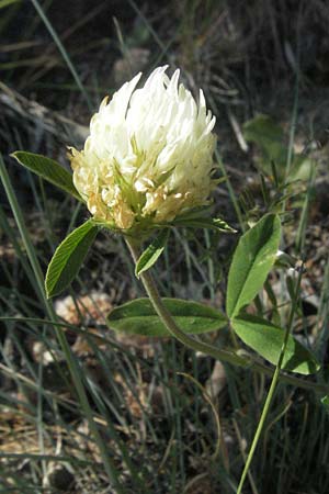 Trifolium ochroleucon \ Blagelber Klee / Sulphur Clover, F Jonte - Schlucht / Gorge 8.6.2006
