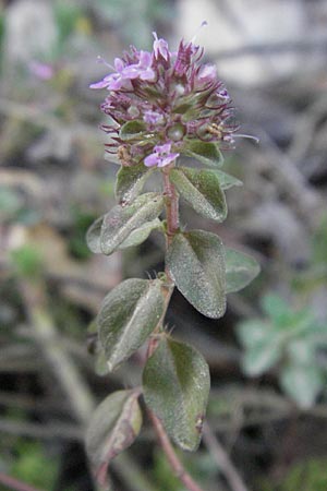 Thymus pulegioides \ Arznei-Thymian, Gemeiner Thymian / Large Thyme, F Pyrenäen/Pyrenees, Prades 12.8.2006