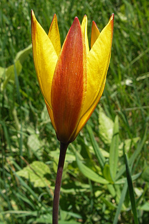 Tulipa sylvestris subsp. australis \ S&uuml;dliche Wild-Tulpe / Wild Tulip, F Mont Aigoual 29.5.2009