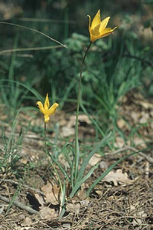 Tulipa sylvestris subsp. australis \ S&uuml;dliche Wild-Tulpe / Wild Tulip, F Maures, Les Mayons 29.4.2005