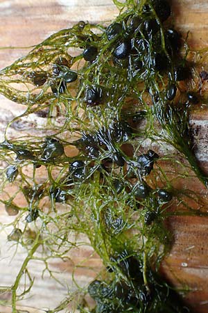Utricularia neglecta \ Verkannter Wasserschlauch / Bladderwort, F Sturzelbronn 27.7.2017
