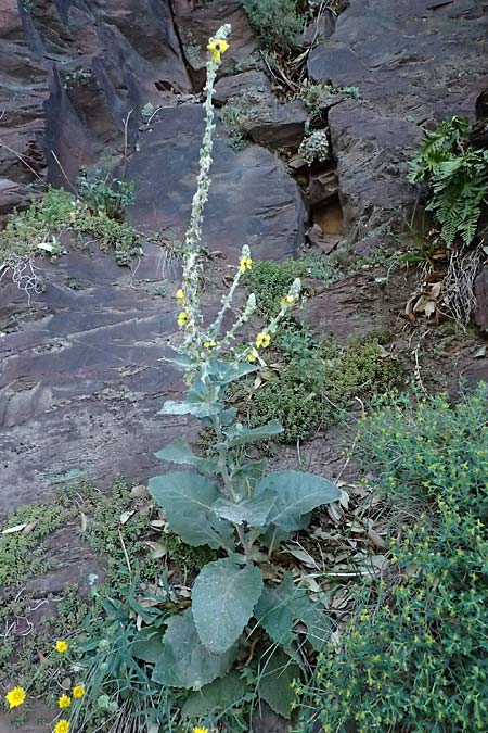 Verbascum boerhavii \ Boerhaaves K�nigskerze / Boerhaave's Mullein, F Berghe Superieur 18.5.2026