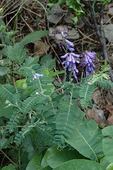 Vicia cracca subsp. incana \ Graue Vogel-Wicke / Grey Tufted Vetch, F Tende 18.5.2026