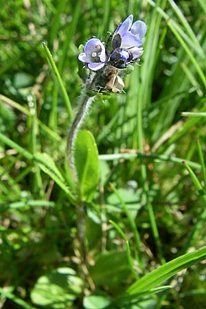Veronica alpina \ Alpen-Ehrenpreis / Alpine Speedwell, F Col de Saisies 21.6.2008