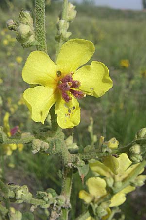 Verbascum sinuatum \ Gewelltblttrige Knigskerze / Wavyleaf Mullein, F Toreilles 24.6.2008
