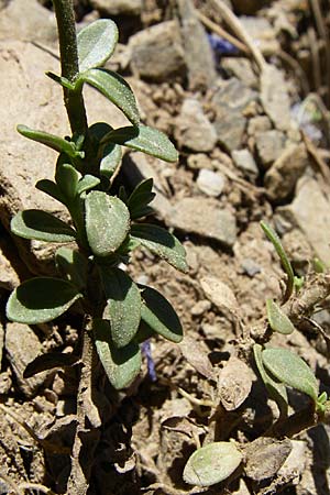Veronica fruticans \ Felsen-Ehrenpreis / Rock Speedwell, F Pyren&auml;en/Pyrenees, Err 26.6.2008