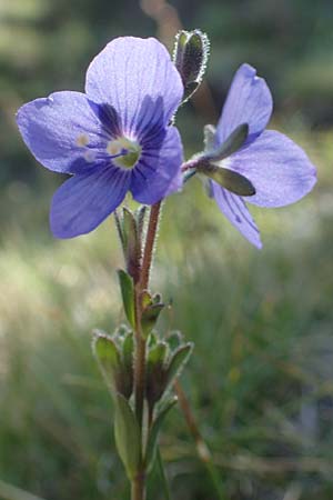 Veronica fruticans \ Felsen-Ehrenpreis / Rock Speedwell, F Pyren&auml;en/Pyrenees, Puigmal 1.8.2018