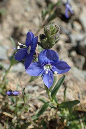 Veronica fruticans \ Felsen-Ehrenpreis / Rock Speedwell, F Pyren&auml;en/Pyrenees, Puigmal 1.8.2018