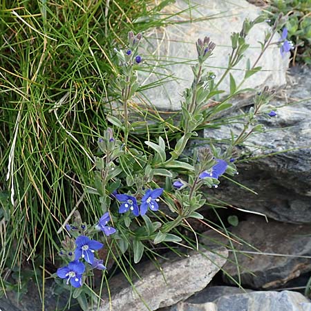 Veronica fruticans \ Felsen-Ehrenpreis / Rock Speedwell, F Pyren&auml;en/Pyrenees, Puigmal 1.8.2018