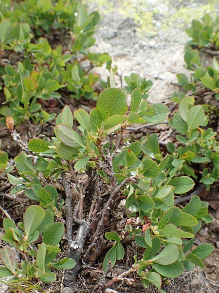 Vaccinium gaultherioides \ Kleinbl�ttrige Moorbeere / Bog Bilberry, F Col de la Bonette 8.7.2016