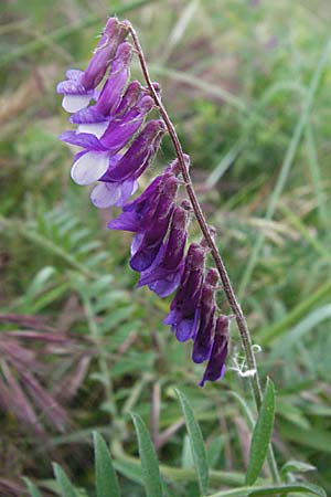 Vicia villosa \ Zottel-Wicke, Zottige Wicke / Hairy Vetch, F Mauguio 13.5.2007