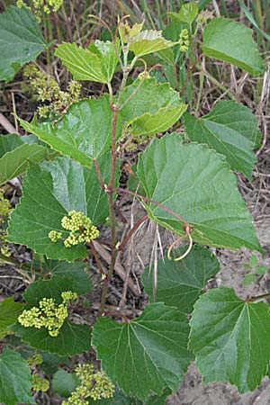 Vitis vinifera \ Weinrebe, F Camargue 13.5.2007