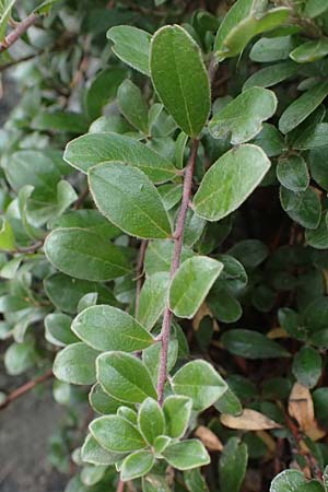 Arctostaphylos uva-ursi \ Immergr�ne B�rentraube / Bearberry, F Modane 6.10.2021