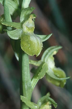 Ophrys exaltata subsp. arachnitiformis farbvariante_color-variant \ Spinnenähnliche Ragwurz, F  Chanas 12.3.2001 
