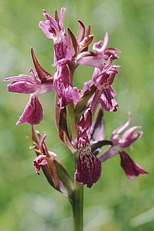 Dactylorhiza angustata \ Schmale Fingerwurz / Narrow Orchid, F  Briancon 26.6.2000 
