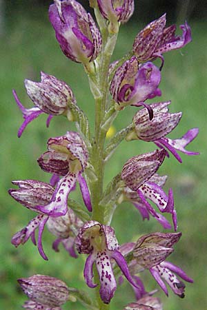 Aceras anthropophorum x Orchis purpurea, F   Severac-le-Chateau 16.5.2007 