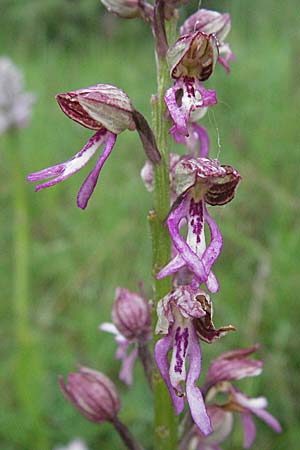 Aceras anthropophorum x Orchis purpurea, F   Severac-le-Chateau 16.5.2007 