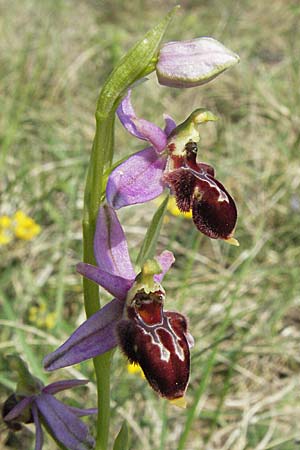 Ophrys apifera x araneola, F   Elsass/Alsace, Westhalten 28.4.2007 