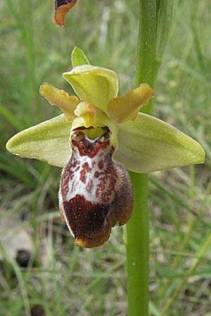Ophrys aveyronensis x sulcata, F   Dept. Aveyron, Tiergues 15.5.2007 