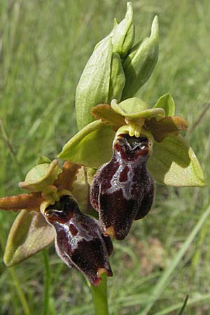Ophrys aveyronensis x sulcata, F   Dept. Aveyron, Tiergues 15.5.2007 
