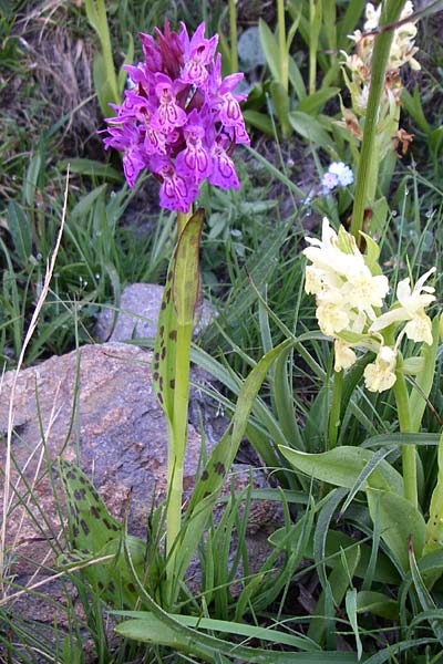 Dactylorhiza alpestris x sambucina, F   Col de Granon 22.6.2008 
